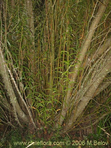 Imágen de Salix viminalis (Sauce mimbre). Haga un clic para aumentar parte de imágen.